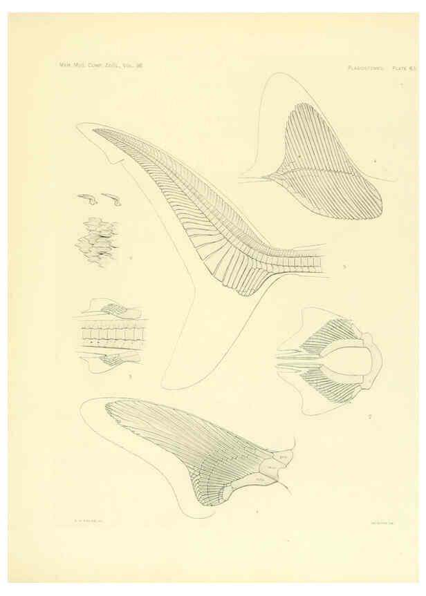 Reproducción/Reproduction 6001825218: The Plagiostomia : Sharks, skates, and rays Cambridge, U.S.A. :Printed for the Museum,1913