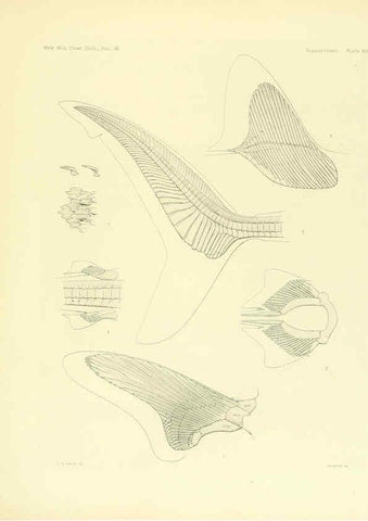 Reproducción/Reproduction 6001825218: The Plagiostomia : Sharks, skates, and rays Cambridge, U.S.A. :Printed for the Museum,1913