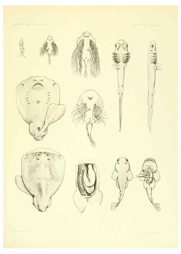 Reproducción/Reproduction 6001824932: The Plagiostomia : Sharks, skates, and rays Cambridge, U.S.A. :Printed for the Museum,1913