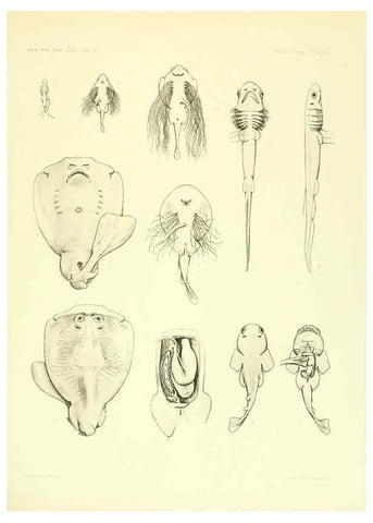 Reproducción/Reproduction 6001824932: The Plagiostomia : Sharks, skates, and rays Cambridge, U.S.A. :Printed for the Museum,1913