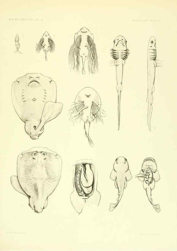 Reproducción/Reproduction 6001824932: The Plagiostomia : Sharks, skates, and rays Cambridge, U.S.A. :Printed for the Museum,1913