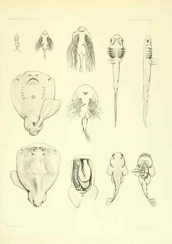 Reproducción/Reproduction 6001824932: The Plagiostomia : Sharks, skates, and rays Cambridge, U.S.A. :Printed for the Museum,1913