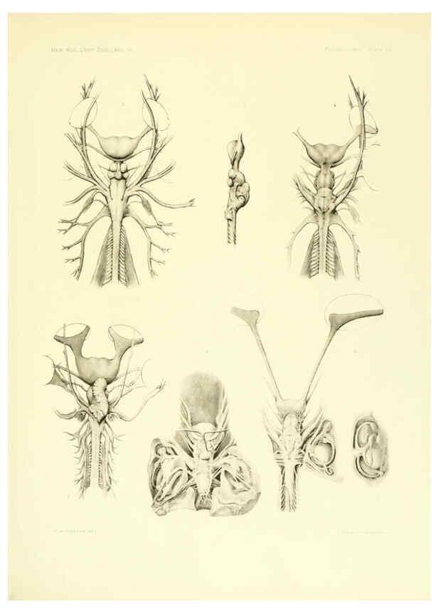 Reproducción/Reproduction 6001822308: The Plagiostomia : Sharks, skates, and rays Cambridge, U.S.A. :Printed for the Museum,1913