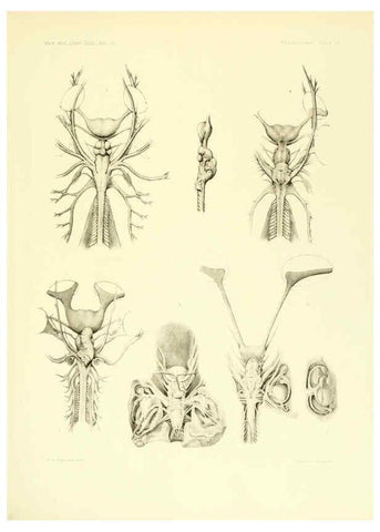 Reproducción/Reproduction 6001822308: The Plagiostomia : Sharks, skates, and rays Cambridge, U.S.A. :Printed for the Museum,1913