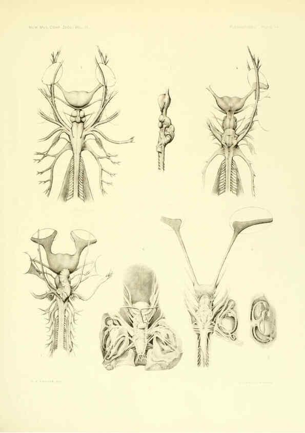 Reproducción/Reproduction 6001822308: The Plagiostomia : Sharks, skates, and rays Cambridge, U.S.A. :Printed for the Museum,1913