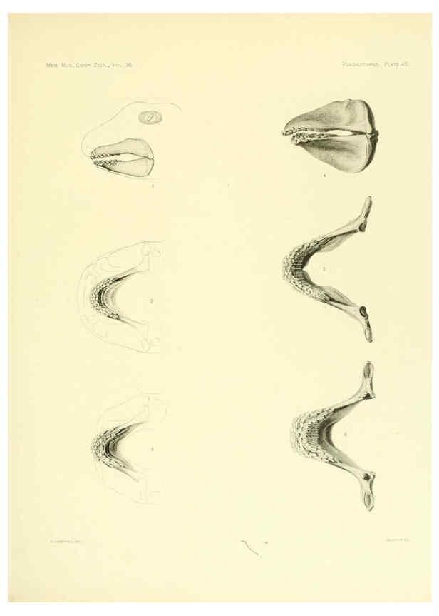 Reproducción/Reproduction 6001274037: The Plagiostomia : Sharks, skates, and rays Cambridge, U.S.A. :Printed for the Museum,1913
