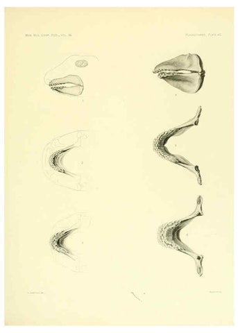 Reproducción/Reproduction 6001274037: The Plagiostomia : Sharks, skates, and rays Cambridge, U.S.A. :Printed for the Museum,1913