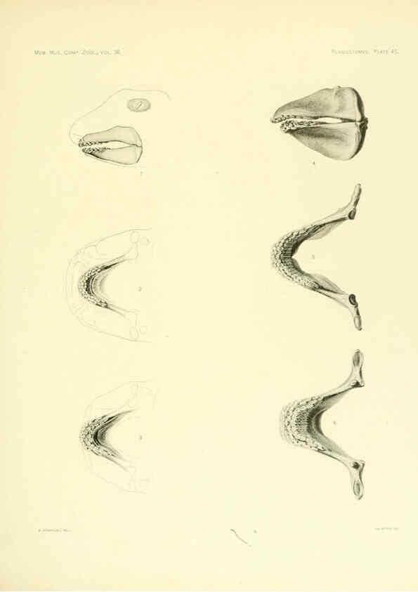 Reproducción/Reproduction 6001274037: The Plagiostomia : Sharks, skates, and rays Cambridge, U.S.A. :Printed for the Museum,1913