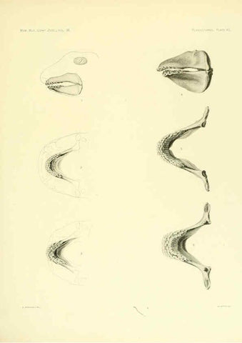 Reproducción/Reproduction 6001274037: The Plagiostomia : Sharks, skates, and rays Cambridge, U.S.A. :Printed for the Museum,1913