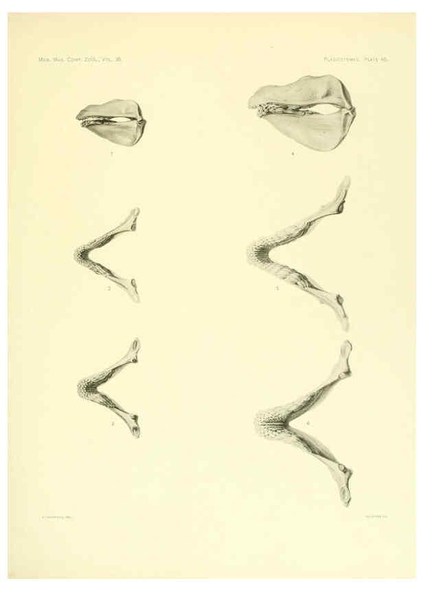 Reproducción/Reproduction 6001822626: The Plagiostomia : Sharks, skates, and rays Cambridge, U.S.A. :Printed for the Museum,1913