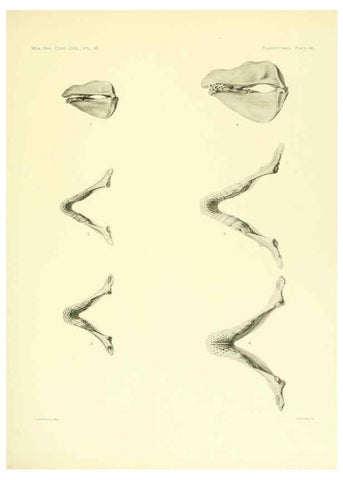 Reproducción/Reproduction 6001822626: The Plagiostomia : Sharks, skates, and rays Cambridge, U.S.A. :Printed for the Museum,1913