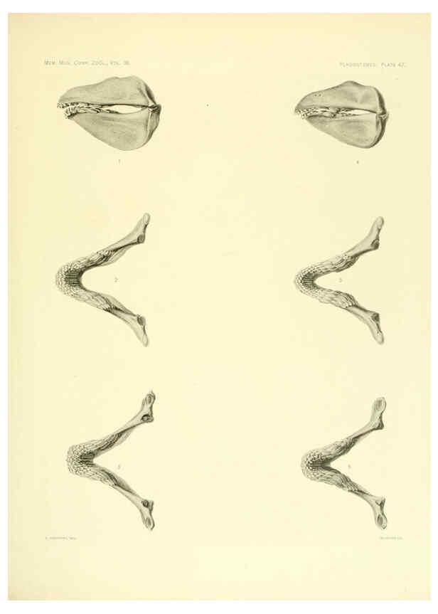 Reproducción/Reproduction 6001822772: The Plagiostomia : Sharks, skates, and rays Cambridge, U.S.A. :Printed for the Museum,1913