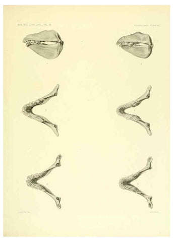 Reproducción/Reproduction 6001822772: The Plagiostomia : Sharks, skates, and rays Cambridge, U.S.A. :Printed for the Museum,1913