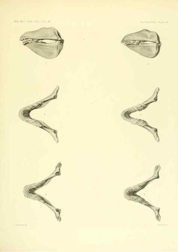 Reproducción/Reproduction 6001822772: The Plagiostomia : Sharks, skates, and rays Cambridge, U.S.A. :Printed for the Museum,1913