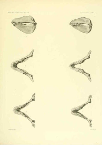 Reproducción/Reproduction 6001822772: The Plagiostomia : Sharks, skates, and rays Cambridge, U.S.A. :Printed for the Museum,1913