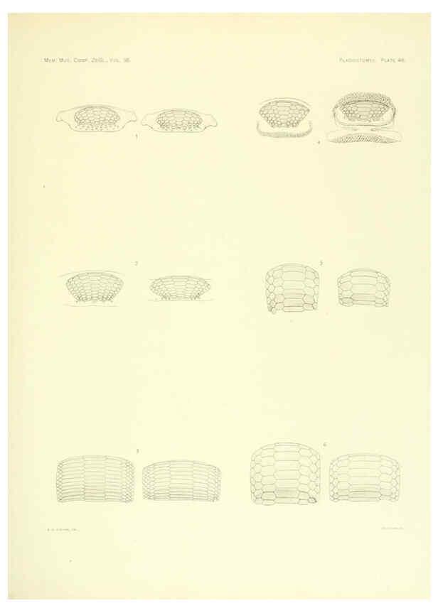 Reproducción/Reproduction 6001274389: The Plagiostomia : Sharks, skates, and rays Cambridge, U.S.A. :Printed for the Museum,1913