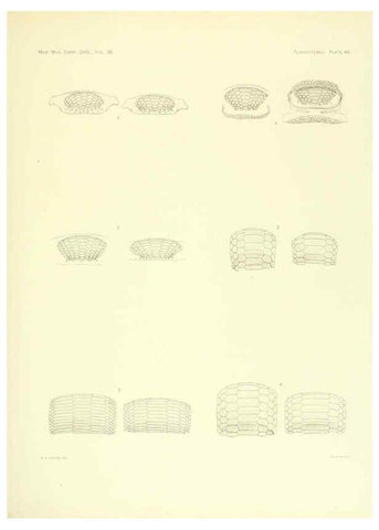 Reproducción/Reproduction 6001274389: The Plagiostomia : Sharks, skates, and rays Cambridge, U.S.A. :Printed for the Museum,1913