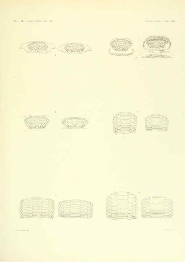 Reproducción/Reproduction 6001274389: The Plagiostomia : Sharks, skates, and rays Cambridge, U.S.A. :Printed for the Museum,1913