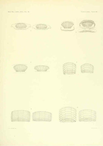 Reproducción/Reproduction 6001274389: The Plagiostomia : Sharks, skates, and rays Cambridge, U.S.A. :Printed for the Museum,1913