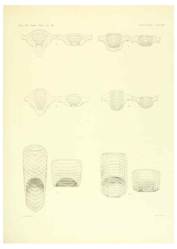 Reproducción/Reproduction 6001274543: The Plagiostomia : Sharks, skates, and rays Cambridge, U.S.A. :Printed for the Museum,1913