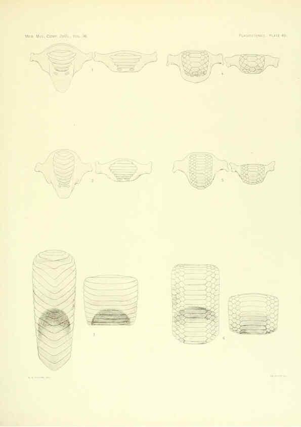 Reproducción/Reproduction 6001274543: The Plagiostomia : Sharks, skates, and rays Cambridge, U.S.A. :Printed for the Museum,1913