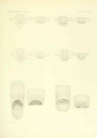 Reproducción/Reproduction 6001274543: The Plagiostomia : Sharks, skates, and rays Cambridge, U.S.A. :Printed for the Museum,1913