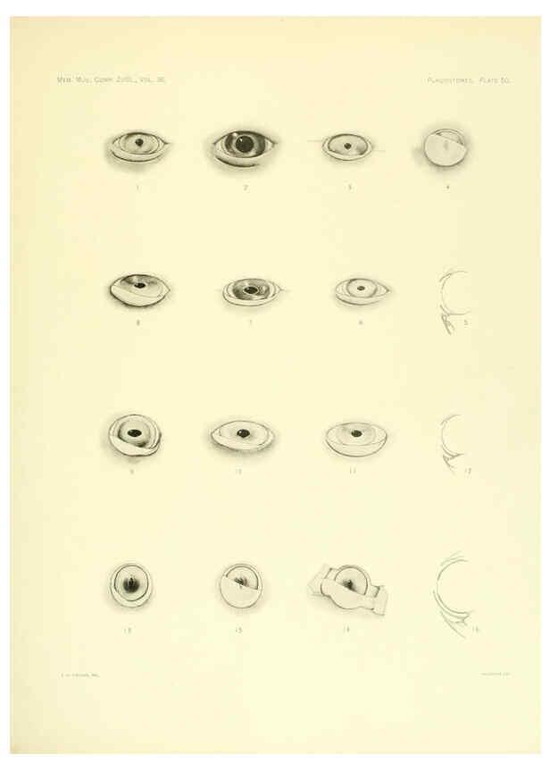 Reproducción/Reproduction 6001823198: The Plagiostomia : Sharks, skates, and rays Cambridge, U.S.A. :Printed for the Museum,1913
