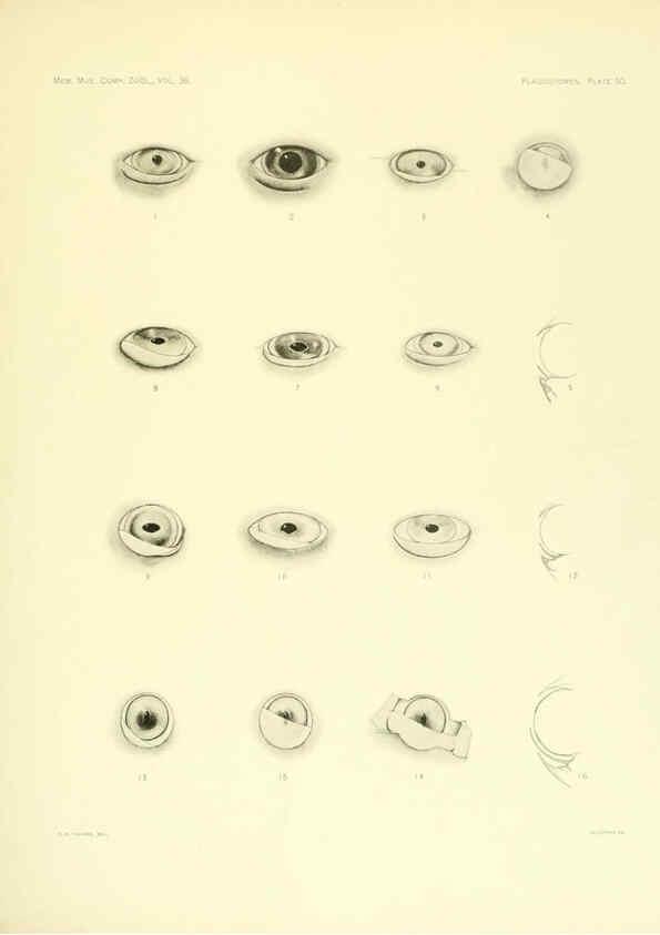 Reproducción/Reproduction 6001823198: The Plagiostomia : Sharks, skates, and rays Cambridge, U.S.A. :Printed for the Museum,1913