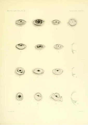 Reproducción/Reproduction 6001823198: The Plagiostomia : Sharks, skates, and rays Cambridge, U.S.A. :Printed for the Museum,1913