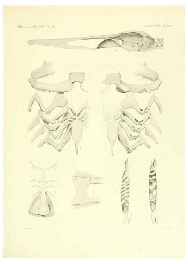 Reproducción/Reproduction 6001274821: The Plagiostomia : Sharks, skates, and rays Cambridge, U.S.A. :Printed for the Museum,1913