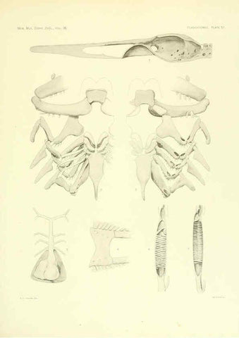 Reproducción/Reproduction 6001274821: The Plagiostomia : Sharks, skates, and rays Cambridge, U.S.A. :Printed for the Museum,1913