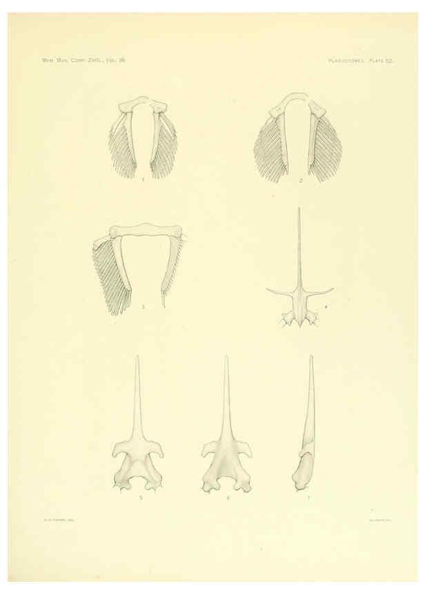 Reproducción/Reproduction 6001274951: The Plagiostomia : Sharks, skates, and rays Cambridge, U.S.A. :Printed for the Museum,1913
