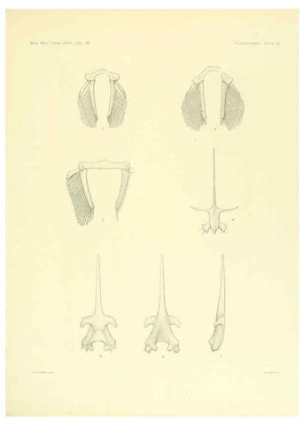 Reproducción/Reproduction 6001274951: The Plagiostomia : Sharks, skates, and rays Cambridge, U.S.A. :Printed for the Museum,1913