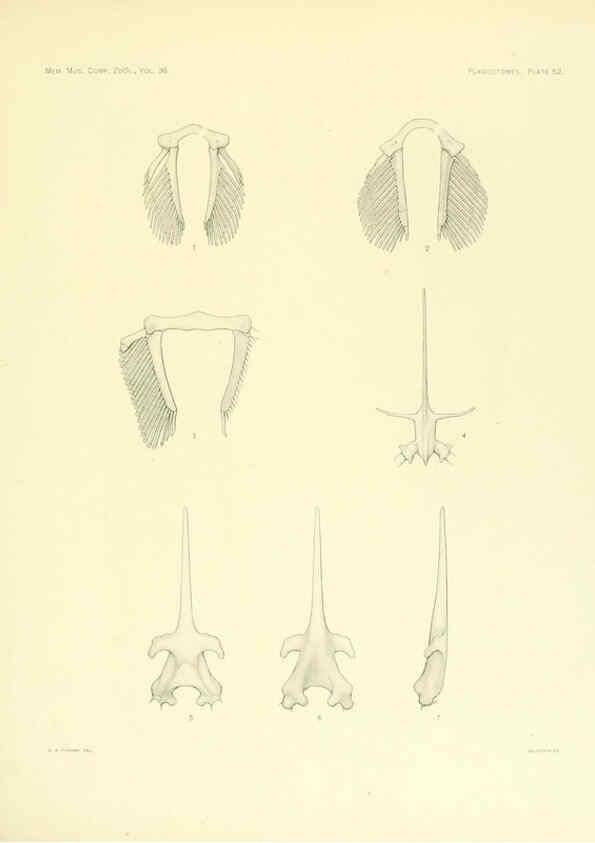 Reproducción/Reproduction 6001274951: The Plagiostomia : Sharks, skates, and rays Cambridge, U.S.A. :Printed for the Museum,1913