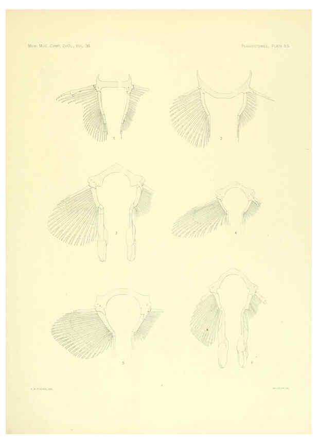 Reproducción/Reproduction 6001275111: The Plagiostomia : Sharks, skates, and rays Cambridge, U.S.A. :Printed for the Museum,1913