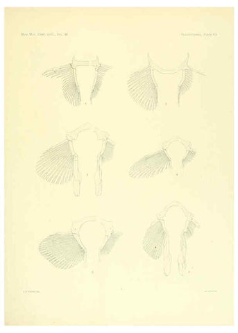 Reproducción/Reproduction 6001275111: The Plagiostomia : Sharks, skates, and rays Cambridge, U.S.A. :Printed for the Museum,1913