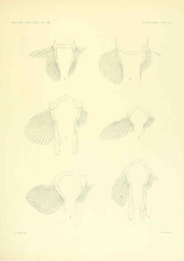 Reproducción/Reproduction 6001275111: The Plagiostomia : Sharks, skates, and rays Cambridge, U.S.A. :Printed for the Museum,1913