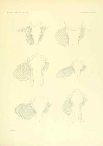 Reproducción/Reproduction 6001275111: The Plagiostomia : Sharks, skates, and rays Cambridge, U.S.A. :Printed for the Museum,1913