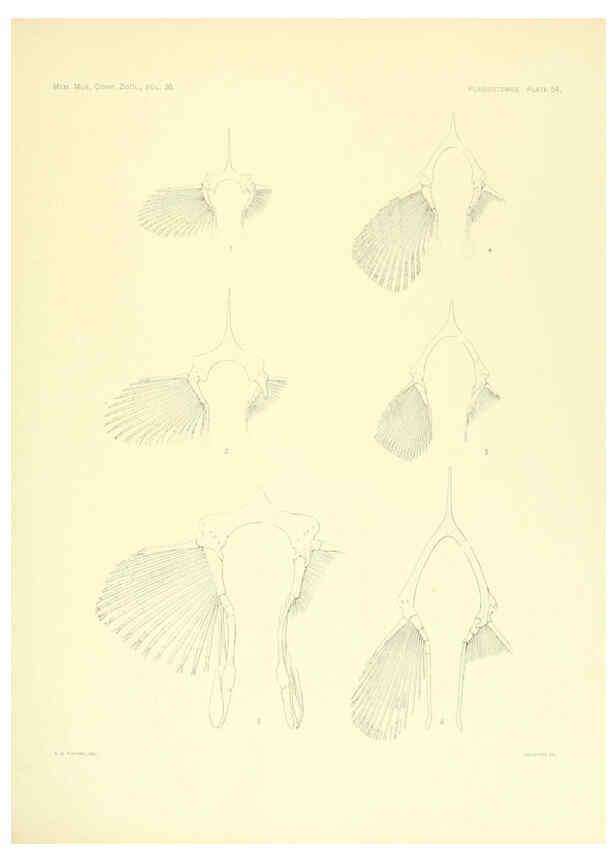 Reproducción/Reproduction 6001275249: The Plagiostomia : Sharks, skates, and rays Cambridge, U.S.A. :Printed for the Museum,1913
