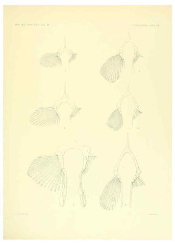 Reproducción/Reproduction 6001275249: The Plagiostomia : Sharks, skates, and rays Cambridge, U.S.A. :Printed for the Museum,1913