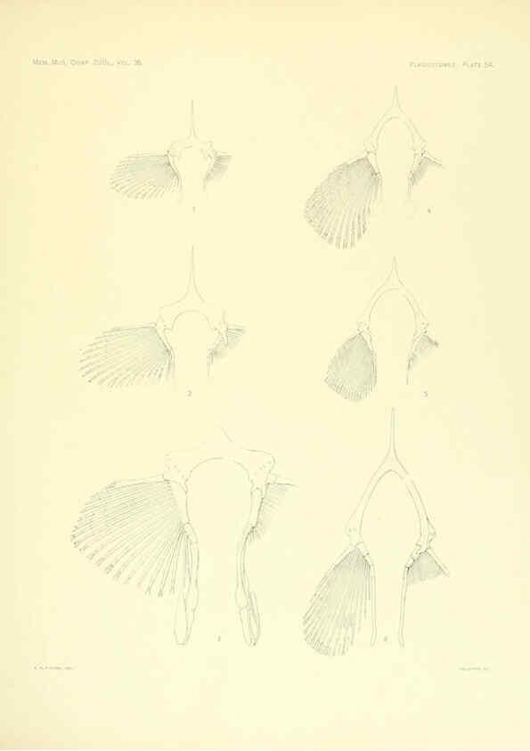 Reproducción/Reproduction 6001275249: The Plagiostomia : Sharks, skates, and rays Cambridge, U.S.A. :Printed for the Museum,1913