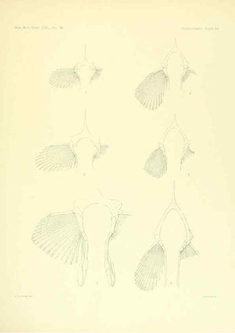 Reproducción/Reproduction 6001275249: The Plagiostomia : Sharks, skates, and rays Cambridge, U.S.A. :Printed for the Museum,1913
