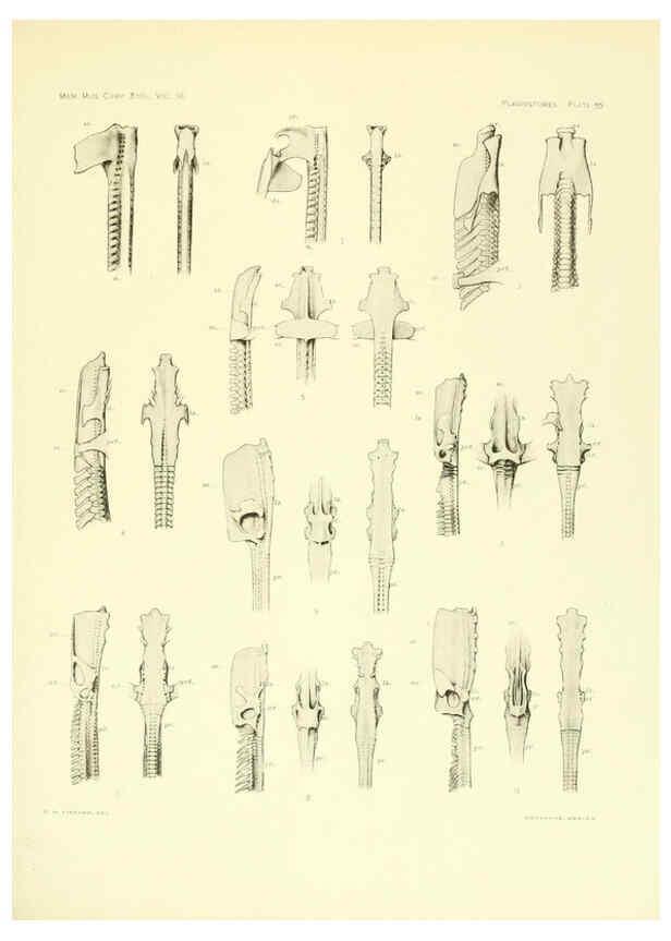 Reproducción/Reproduction 6001823910: The Plagiostomia : Sharks, skates, and rays Cambridge, U.S.A. :Printed for the Museum,1913