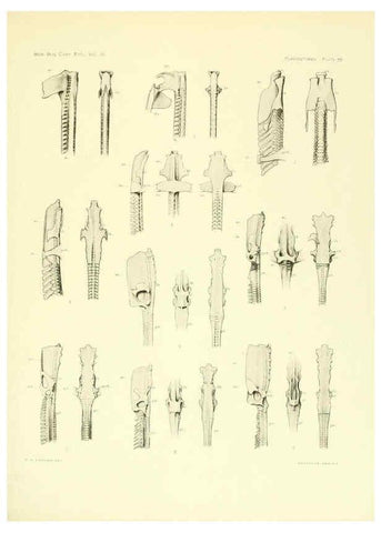 Reproducción/Reproduction 6001823910: The Plagiostomia : Sharks, skates, and rays Cambridge, U.S.A. :Printed for the Museum,1913