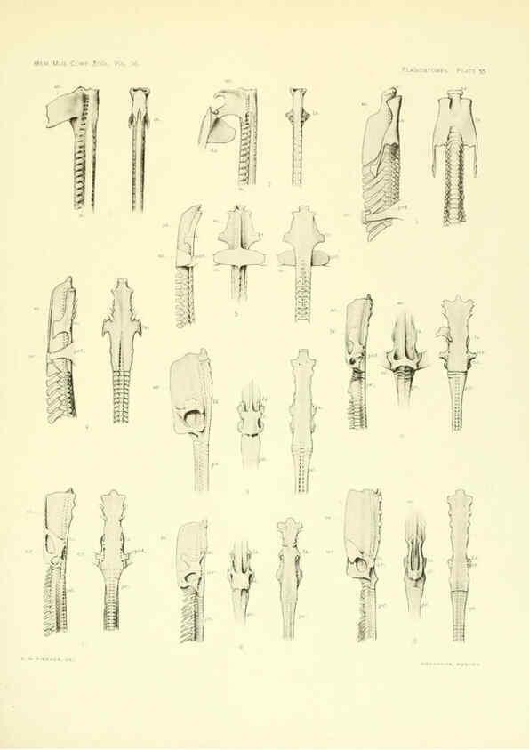 Reproducción/Reproduction 6001823910: The Plagiostomia : Sharks, skates, and rays Cambridge, U.S.A. :Printed for the Museum,1913