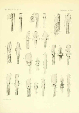 Reproducción/Reproduction 6001823910: The Plagiostomia : Sharks, skates, and rays Cambridge, U.S.A. :Printed for the Museum,1913