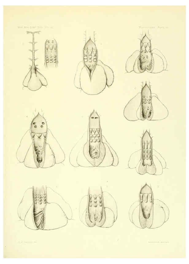 Reproducción/Reproduction 6001824144: The Plagiostomia : Sharks, skates, and rays Cambridge, U.S.A. :Printed for the Museum,1913