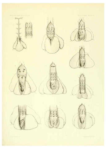 Reproducción/Reproduction 6001824144: The Plagiostomia : Sharks, skates, and rays Cambridge, U.S.A. :Printed for the Museum,1913