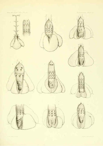 Reproducción/Reproduction 6001824144: The Plagiostomia : Sharks, skates, and rays Cambridge, U.S.A. :Printed for the Museum,1913