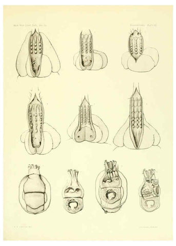 Reproducción/Reproduction 6001275711: The Plagiostomia : Sharks, skates, and rays Cambridge, U.S.A. :Printed for the Museum,1913
